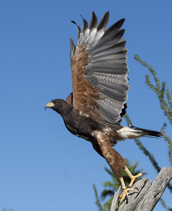 Harris hawk takeoff